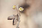 American witch-hazel